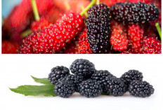 Khasiat Buah Murbei untuk Tubuh: Si Kecil Kaya Nutrisi dengan Segudang Manfaat Sehat