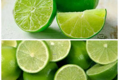 Rahasia Khasiat Jeruk Nipis untuk Tubuh, Buah Kecil dengan Segudang Manfaat!