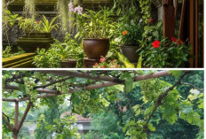 Nuansa Mediterania di Teras Rumah: 10 Inspirasi Desain Kebun Anggur yang Menawan