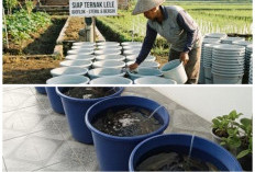 Panduan Sukses Budidaya Lele Bioflok di Ember: Hemat Lahan dan Tinggi Protein!