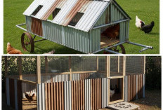 Rekomendasi 5 Desain Kandang Ayam dari Seng Bekas: Solusi Ekonomis untuk Peternak Mandiri