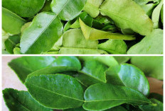 Rahasia Daun Jeruk yang Jarang Diketahui: Bukan Sekadar Penyedap, Tapi Penjaga Kesehatan Alami!