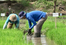 Bulog Sumsel Babel Bidik 172 Ribu Ton Beras di 2026