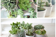 Cantik dan Mudah Dirawat! 6 Jenis Sukulen untuk Dekorasi Rumah
