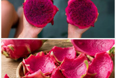  7 Manfaat Kulit Buah Naga untuk Kesehatan yang Masih Jarang Diketahui, Jangan Langsung Dibuang