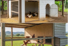 5 Ide Kandang Ayam Close House Mini Skala Rumahan: Desain Modern, Udara Teratur, dan Cocok buat Lahan Sempit!