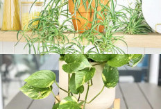 Cantik dan Tahan Panas: Tanaman Hias Gantung yang Mudah Dirawat di Rumah