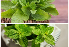 Manfaat Daun Mint, Tak Hanya Menyegarkan Napas tapi Juga Baik untuk Pencernaan