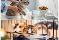 Anti Bau Menyengat! 7 Cara Efektif Menghilangkan Bau Kandang Kucing di Rumah Sempit