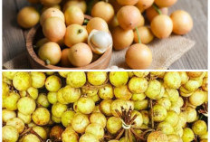 Buah Rambai, Si Kecil Kaya Khasiat! Ini Manfaatnya untuk Kesehatan Tubuh