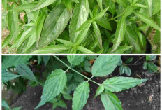 Jarang Disadari! Ini Deretan Manfaat Daun Dandang Gendis untuk Kesehatan Tubuh