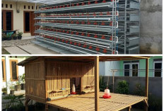 Desain Kandang Ayam Pedaging Sederhana dan Efisien, Cocok untuk Pekarangan Rumah