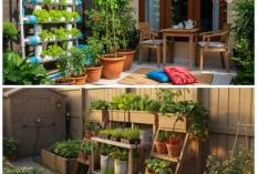 Teras Rumah Kecil Jadi Lebih Hidup dengan Taman Buah Mini, Solusi Kebun di Lahan Terbatas