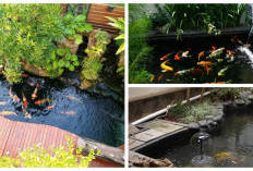 Bikin Rumah Makin Nyaman: 9 Inspirasi Kolam Ikan Kecil di Halaman Belakang