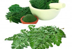 Manfaat Luar Biasa Daun Kelor untuk Meningkatkan Kesehatan dan Daya Tahan Tubuh