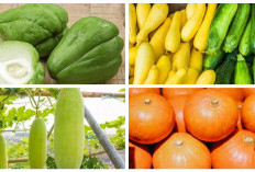 9 Jenis Labu yang Lezat dan Kaya Nutrisi untuk Mendukung Kesehatan