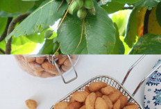 Buah Ketapang: Kegunaan Kesehatan dan Nutrisi yang Harus Anda Ketahui