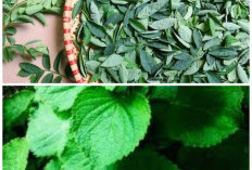 Kaya Kandungan Alami! Ini 7 Khasiat Daun Bangun-Bangun yang Sangat Baik untuk Kesehatan Tubuh