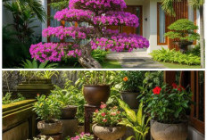 Teras Makin Menawan! 8 Pohon Berbunga Berukuran Kecil yang Praktis Dirawat