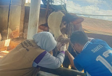 Distan Pantau Penyakit Menular Pada Hewan Qurban di Pagar Alam