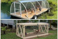 Tips Mudah Bikin Kandang Ayam Portable Sendiri, Hemat Biaya dan Nyaman untuk Ternak