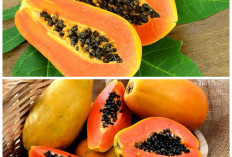 8 Khasiat Buah Pepaya yang Baik untuk Menjaga Kesehatan Tubuh!