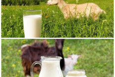 Khasiat Susu Kambing untuk Menjaga Kesehatan Tubuh Secara Alami!