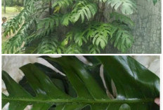 Daun Ekor Naga Ternyata Punya Banyak Khasiat, Herbal Tradisional yang Patut Dicoba!