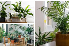 Tak Perlu Semprotan Kimia, 6 Tanaman Hias Ini Efektif Atasi Jamur Indoor!