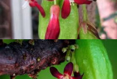 Inilah Beragam Manfaat Belimbing Wuluh bagi Kesehatan Yang Harus Diketahui! 