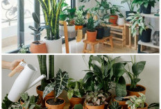 Tanpa Bahan Kimia, 6 Tanaman Hias Ampuh Cegah dan Atasi Jamur di Dalam Rumah