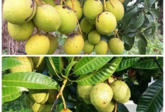 Rahasia Buah Limus untuk Kesehatan Tubuh: Kaya Nutrisi dan Baik untuk Berat Badan!