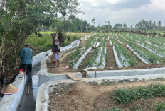 Tingkatkan Produktifitas Panen, Distan Pagar Alam Rehabilitasi 16 Titik Saluran Irgasi Tersier