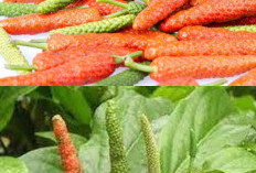  Mengenal Cabe Puyang, Herbal Tradisional dengan Berbagai Khasiat bagi Tubuh