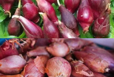Kaya Kandungan Alami: Ketahui Inilah 7 Manfaat Hebat Bawang Dayak untuk Kesehatan!