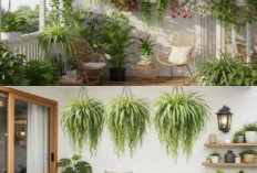 5 Tanaman Hias untuk Teras Kecil, Tidak Mudah Rimbun dan Dapat Digantung