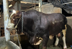 Si Joker Sapi Qurban Presiden Prabowo Berbobot 1 Ton, Hj Bertha Apresiasi Peternak Lokal