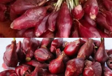 Jangan Asal Rebus! Ini Cara Mengolah Bawang Dayak yang Benar Agar Kandungan Herbalnya Tidak Hilang