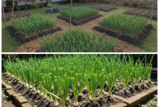 Lahan Sempit, Hasil Melimpah: Cara Menanam Bawang Merah di Pekarangan 2×2 m