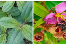 7 Manfaat Daun Senggani untuk Kesehatan