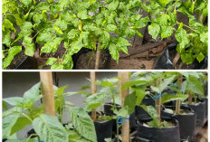 Panduan Praktis Menanam Cabai Rawit Hijau di Polybag agar Tumbuh Subur dan Berbuah Banyak