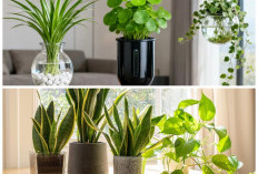 5 Tanaman Aromatik Unik yang Ampuh Usir Stres dan Bersihkan Udara, Cocok untuk Ruangan Minim Cahaya