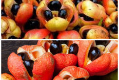 Mengenal Buah Ackee, Kuliner Unik Jamaika yang Nikmat tetapi Harus Diolah dengan Benar