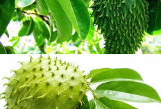 Daun Sirsak: Tanaman Ajaib yang Menyimpan Beragam Khasiat Luar Biasa untuk Menjaga dan Memulihkan Kesehatan