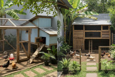 Ide Desain Kandang Ayam Pedaging Sederhana, untuk Lahan Belakang Rumah!