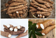 Segudang Nutrisi di Balik Singkong: Kaya Energi, Baik untuk Kesehatan