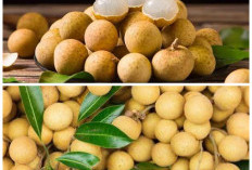 Khasiat Buah Kelengkeng untuk Tubuh, Manis Alami dengan Segudang Nutrisi!