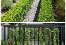 Pilihan Tanaman Hias Pagar Rumah yang Indah, Tahan Cuaca, dan Minim Perawatan