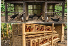 Cara Membuat Kandang Ayam Bambu Sederhana: Rahasia Anti Pengap dan Pembersihan Kilat