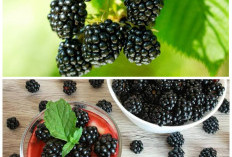 Jarang Dilirik, Buah Hitam Ini Ternyata Punya Segudang Manfaat untuk Kesehatan Tubuh!